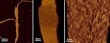 Atomic force microscopy images of artificial ion channels created by the international team of scientists. The images are of the same sample, with increasing magnification