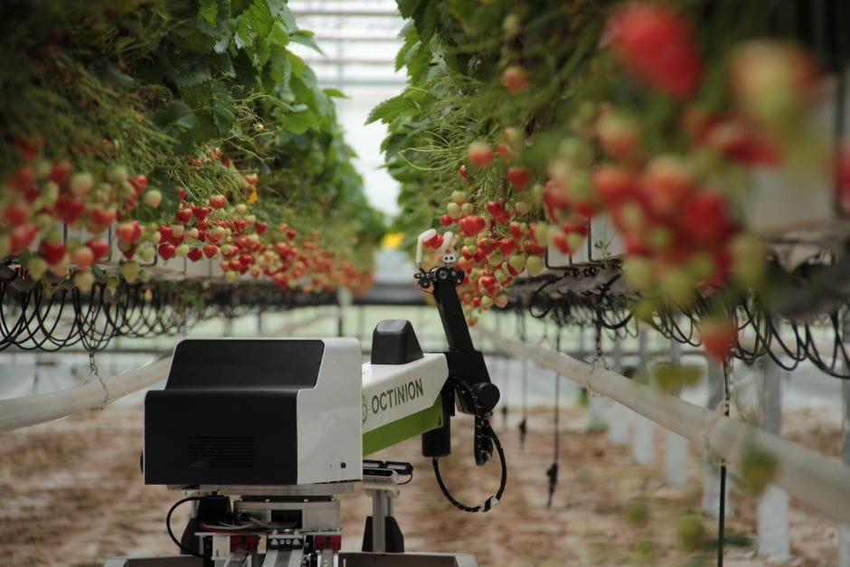 Strawberry picking robot