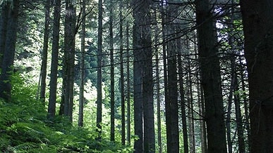/w/d/a/TE_forest_wood.jpg