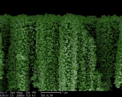 This is an electronic microscopic image of a nanoforest, or 3D branched nanowire array with green tint added for contrast