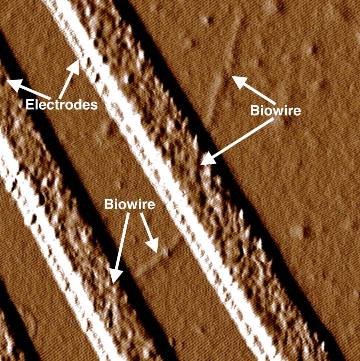  synthetic nano wires produced by the Amherst team. Credit: Dr Derek Lovley