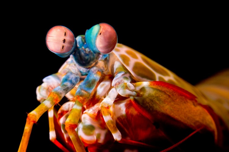 Mantis shrimp