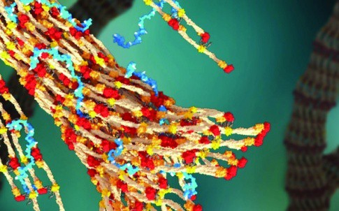 A 3D rendering of fibrin forming a blood clot, with PolySTAT (in blue) binding strands together
