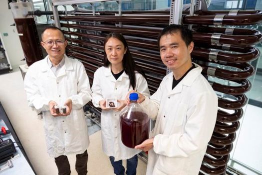  The NTU research team behind the solar-powered method to convert sewage sludge into green hydrogen and animal feed