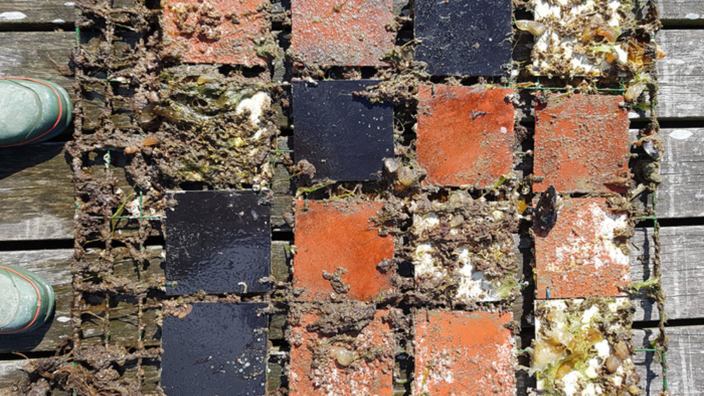 The black surfaces are coated with biocide-free silicone-based paint, the red surfaces are coated with copper-based paint and the white surfaces have no antifouling treatment.