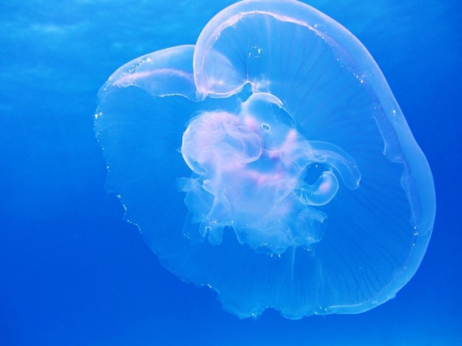 Aurelia aurita jellyfish