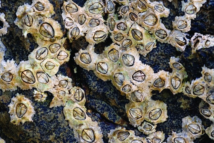 /f/l/l/barnacles.jpg
