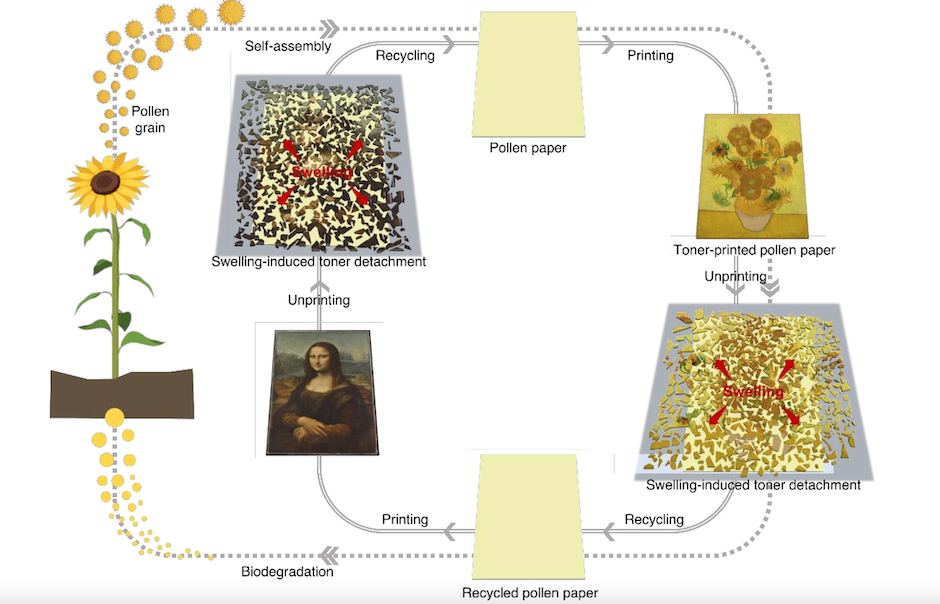 pollen-based paper