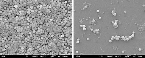 On the left is an MRSA biofilm. After the hydrogel is applied, the biofilm is destroyed as seen on the right. The small portion of cells left have drastically disrupted membrane, preventing resistance. This type of biofilm disruption has not been reported