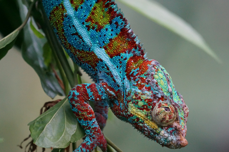 chameleon