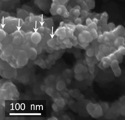 This scanning electron micrograph shows carbon-coated silicon nanoparticles on the surface of the composite granules used to form the new anode. Credit: Courtesy of Gleb Yushin