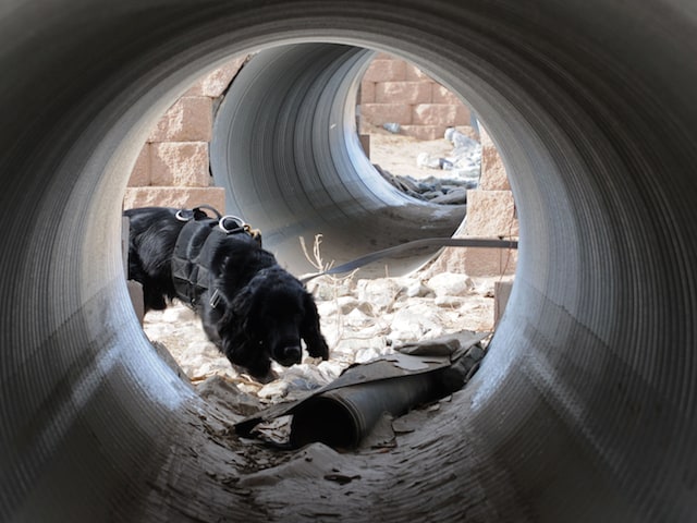 Rocky 53, a tactical explosive detection dog assigned to the 37th Infantry Brigade Combat Team, sniffs out explosives during training at the National Training Center at Fort Irwin, Calif., Nov. 24, 2011. The 37th IBCT will be utilizing TEDDs during their upcoming deployment to Afghanistan in support of Operation Enduring Freedom. (37th IBCT photo by Sgt. Kimberly Lamb) (Released)