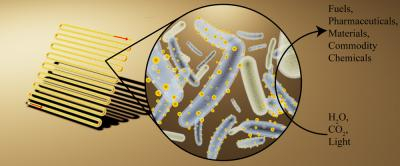Bacteria covered in semiconductor nanoparticles 