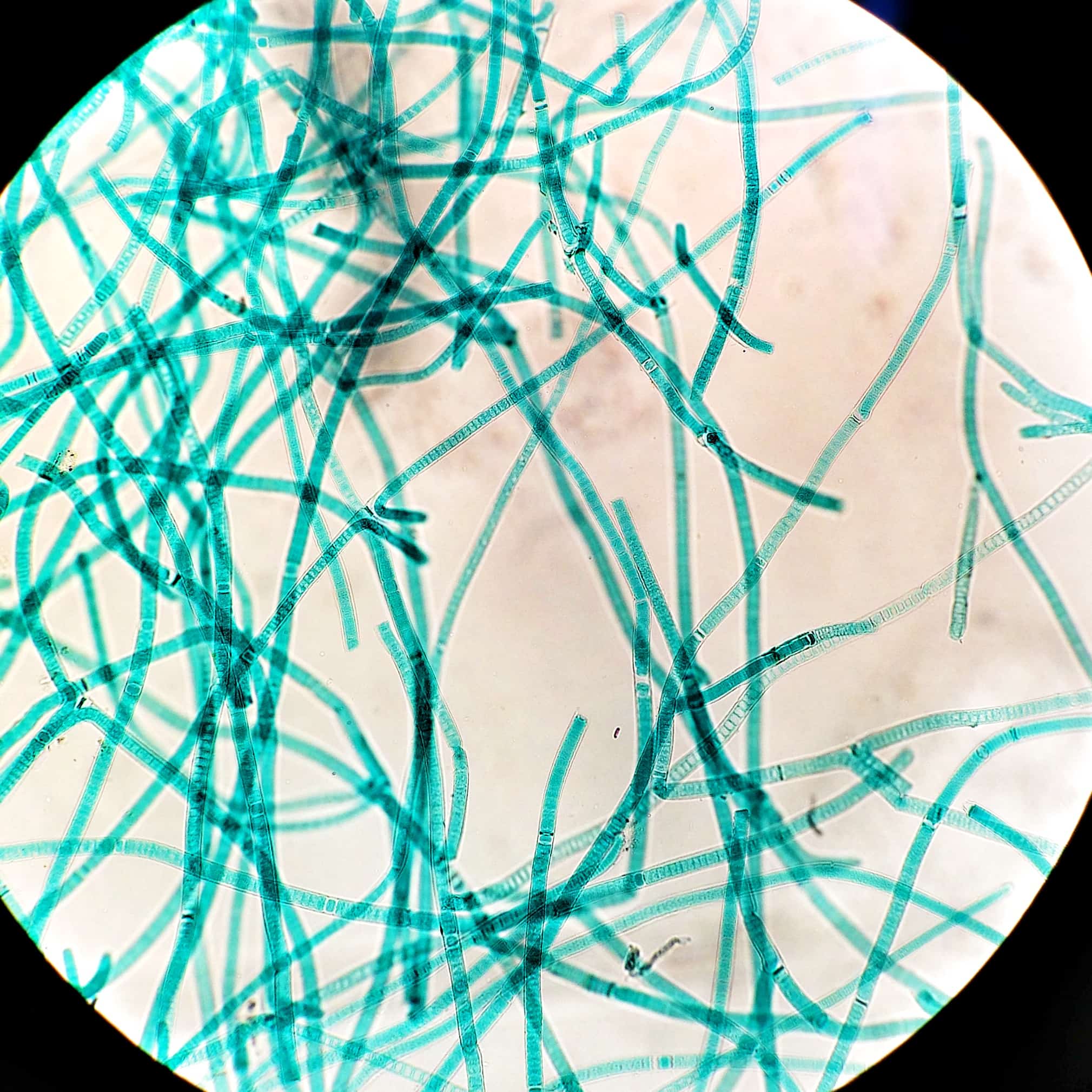 Tolypothrix_(Cyanobacteria)