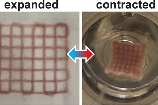 This image shows 3D-printed themoresponsive hydrogel with embedded gold nanorods before heating and in the expanded state (on the left) and immediately after photothermal heating and in the contracted state (on the right)