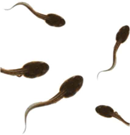 Tadpoles