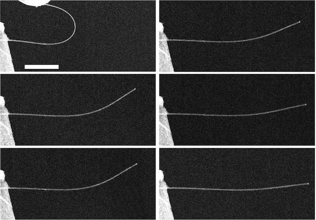 A time-lapse series of images of a nanowire exhibiting anelasticity. At top left, the image shows a nanowire bent almost in half, and then 5 seconds after release (middle left), 10 seconds (bottom left), 60 seconds (top right), 10 minutes (middle right), 