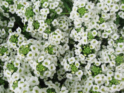 Alyssum