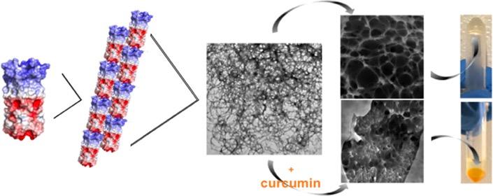 protein hydrogel