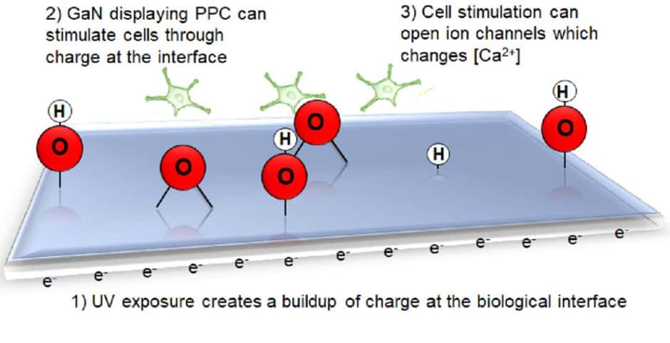 bioelectronic