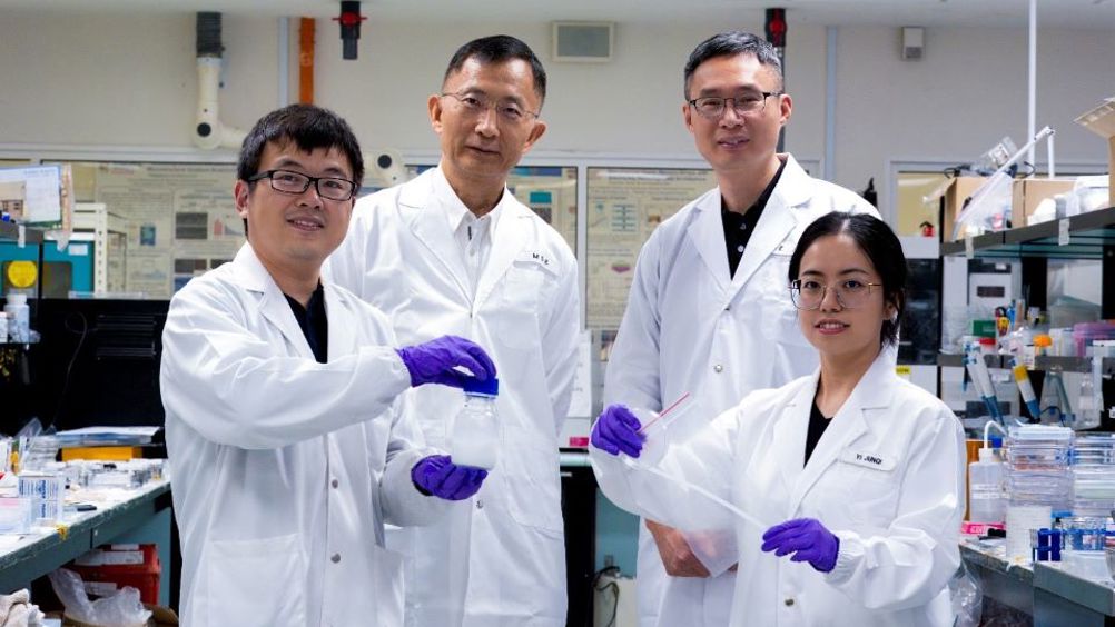 The Singapore team behind the innovation. From left: Dr Zou Guijin, research fellow from the Institute of High Performance Computing, Agency for Science, Technology and Research; Prof Gao Huajian of NTU’s School of Mechanical and Aerospace Engineering; Prof Chen Xiaodong of NTU’s School of Materials Science and Engineering and Dr Yi Junqi, research fellow from NTU’s School of Materials Science and Engineering and NTU’s Institute for Digital Molecular Analytics and Science