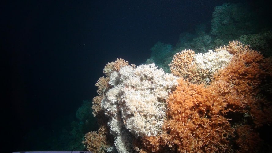 Rich cold-water coral reef was imaged by the the Isis ROV