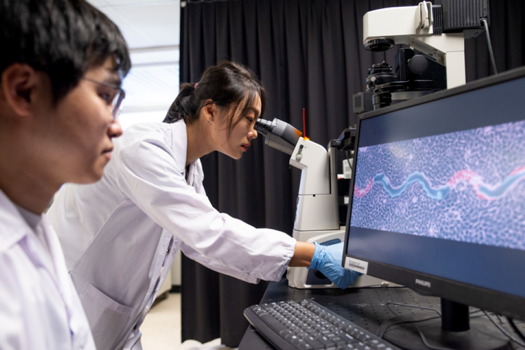 The NTU researchers observed the healing progress of the synthetic wounds over a period of 64 hours and found that the healing efficiency of wavy gaps is nearly five times faster than straight gaps