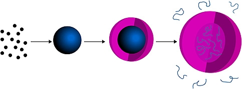 Schematic diagram of the approach used by chemists at Georgia Tech to synthesize poly(N-isopropylmethacrylamide) semi-hollow microgel capsules containing a low density of trapped poly(N-isopropylacrylamide) chains. The capsule’s multiple-compartment struc