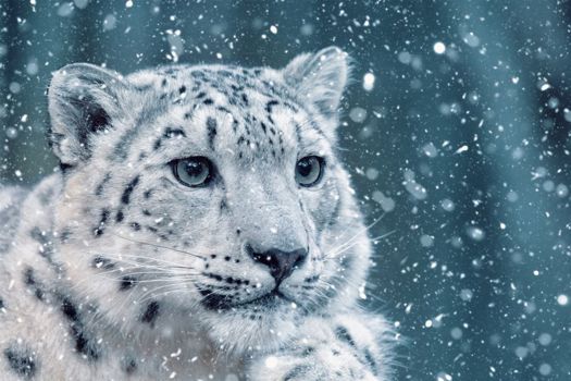AI is reducing conflict between humans and snow leopards