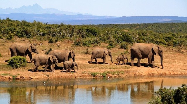 elephants