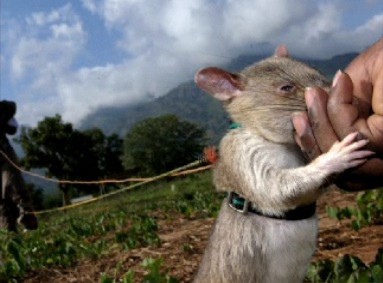 Rats are trained in Cambodia to sniff out the TNT used in landmines.