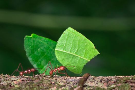 Ants use the hairs on their jaws to sense objects and to mechanically stabilise their grasp over anything they are carrying