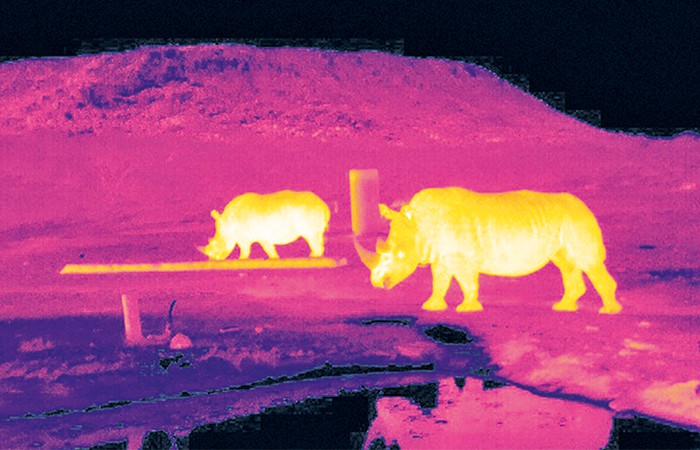 How drones and AI are protecting endangered wildlife How drones and AI are protecting endangered wildlife