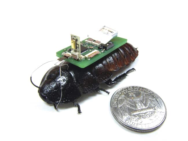 Recent research has seen cockroaches controlled by external electronics