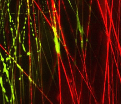 This image shows the dynamic transition in a fibrous biomaterial composed of tuneable fractions of structural (red) and water-soluble, sacrificial (green) electrospun polymeric nanofibres. The image was captured as fluid entered from right to left, dissol