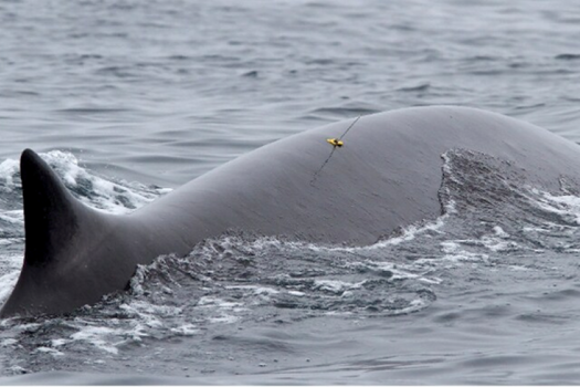 A fin whale is shown with a satellite tag attached. The new tag allows researchers to observe feeding events during dives