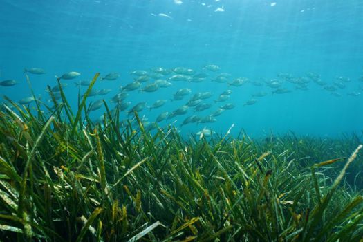 Seagrasses are incredibly efficient in trapping and storing carbon