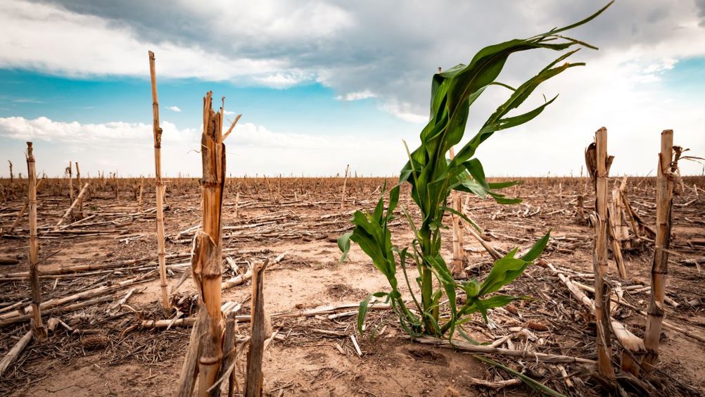 Humanity faces drought and crop failure as tipping points are passed 
