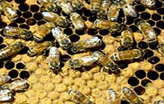 Honeybee larvae produce silk to reinforce the wax cells in which they pupate