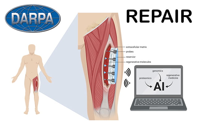 Regrow muscle