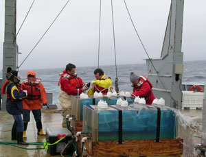 Senior Research Scientist William Cochlan (second from right) and colleagues conduct iron-enrichment experiments using deckboard incubators aboard the research vessel Thomas G. Thompson in the subarctic northeast Pacific Ocean. Credit: William Cochlan