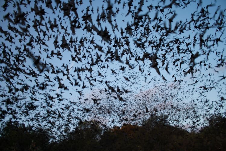 The team tested the ultrasonic microphone in a local park where they knew there were bats