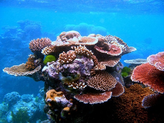 Rising acidity in the oceans is a threat to marine life, particularly shellfish and coral. 