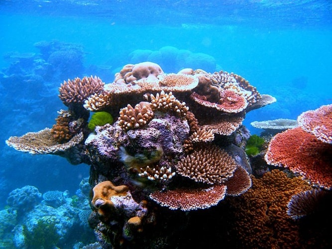 Rising acidity in the oceans is a threat to marine life, particularly shellfish and coral.