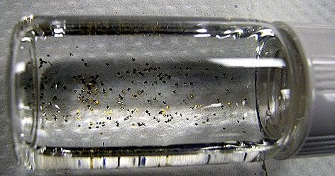 Dozens of dust-sized surgical grippers in a vial