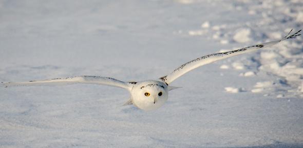 The coating mimics the structure of an owl's wing