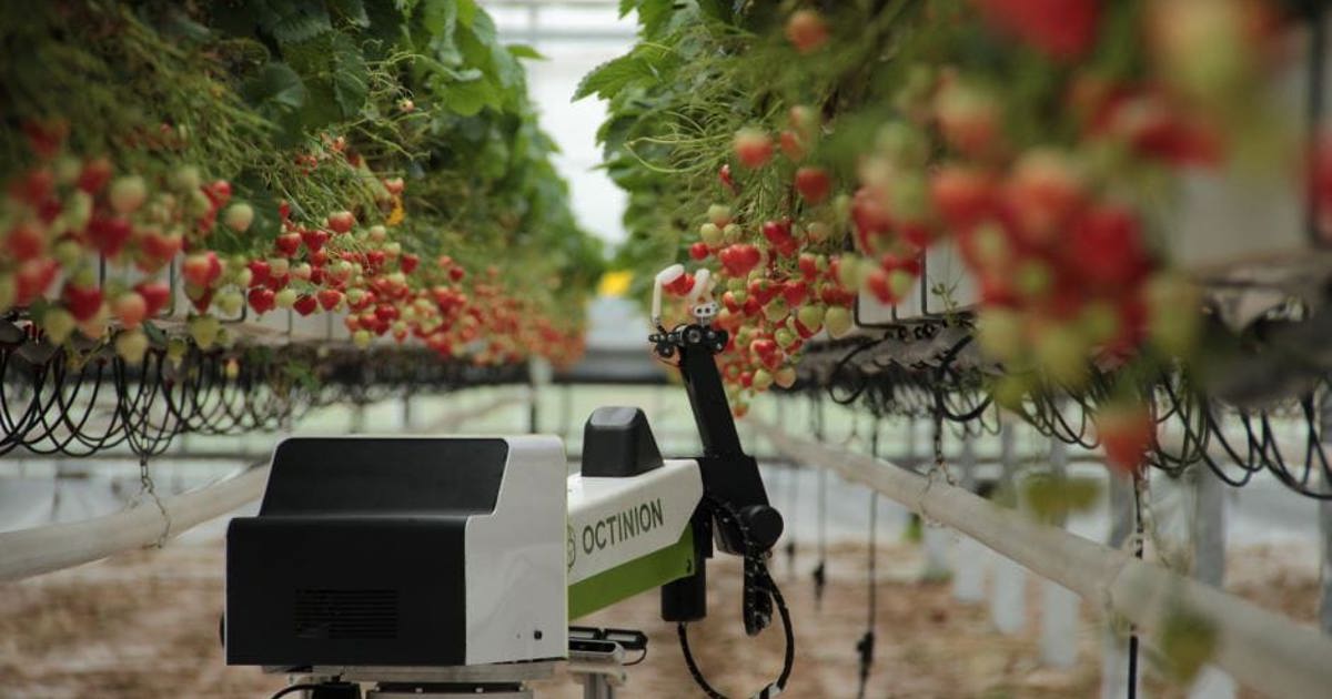 Strawberry Picking Robot Could Harvest Enough Fruit For Wimbledon