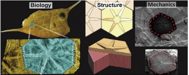Each hexagonal scute in the boxfish's armour has a raised, star-like structure in the centre that distributes stress across the entire surface.