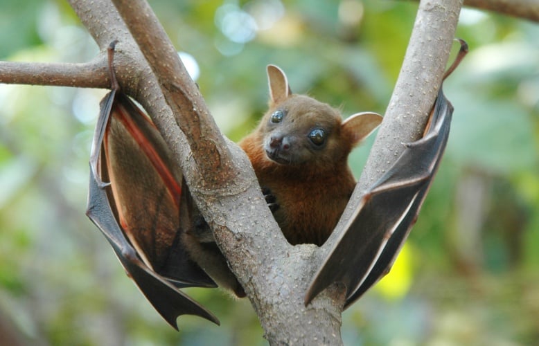 The system mimics the ultrasonic communication used by bats and dolphins. 