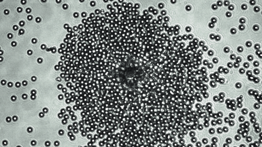 Microparticles cluster around a Janus particle
